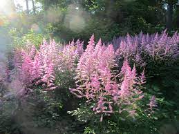 Gardening 101 Astilbe Gardenista