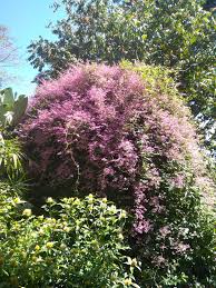 Image result for Congea