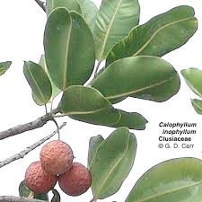 Image result for Clusiaceae