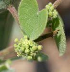 Image result for Cissampelos mucronata