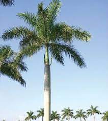Our Mighty Palm Trees Palm Beach Florida Weekly In 2021 Canary Island Date Palm Palm Trees Palm Plant