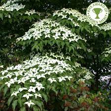 White flowering dogwood tree uk. Cornus Kousa Var Chinensis White Flowering Chinese Dogwood Trees