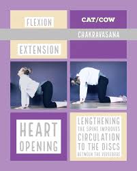 Cat Cow Pose Cat Cow Pose Cow Pose Yoga Poses
