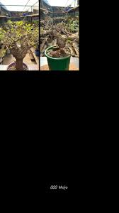 Image result for Commiphora kua
