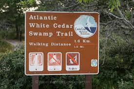 It starts as a wonderful walk through craggly, gnarled trees that look like something out of an enchanted forest in the harry potter books. Explore The Atlantic Cedar Swamp Trail In Wellfleet