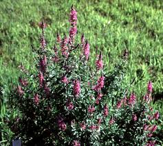 Well you're in luck, because here they come. Ohio Weedguide