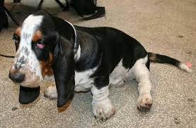 Black And White Basset Hound Puppy Basset Hound Image By Meghan Prendergast On Bassett Hounds Bassett Hound Basset Hound Puppy