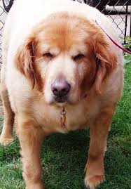 Golden retrievers may be cute, but that cuteness comes at quite a high price. A Golden Lady Needs Our Help Updated 2x Land Of Puregold Foundation