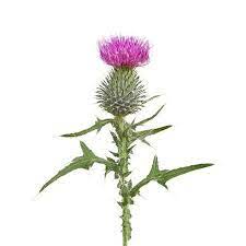 123rf Millions Of Creative Stock Photos Vectors Videos And Music Files For Your Inspiration And Pro Thistle Flower Scottish Thistle Tattoo Thistle Painting