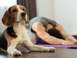 Der schlüssel zu einem starken und verletzungsfreien körper ist die richtige mischung aus kraft, beweglichkeit und mentaler stärke. Yoga Mit Hund 3 Ubungen Fur Zuhause Zooroyal Magazin