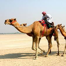 Hunts tomato sauce nutrition information. How Tall Is A Camel