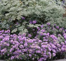 Image result for Marsdenia macrantha