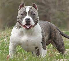 What Is The Best Dog Food For American Bullies K9 Web