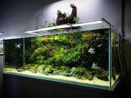 Daniel Tasche Adli Kullanicinin Aquarium Panosundaki Pin Akvaryum Ic Tasarim Tasarim