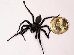 Funnel web spiders are dark in colour, ranging from black to brown, with a shiny head and thorax. Woman Finds World S Most Venomous Spider In Her House