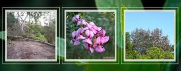 Image result for Virgilia oroboides