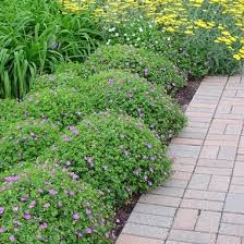 Image result for Geranium sanguineum Max Frei