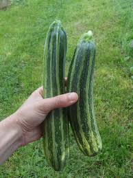 Cocozelle zucchini - SEEDS Le potager ornemental de Catherine