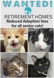 Become one of new york's kindest by adopting a dog, cat or rabbit from animal care centers of nyc. Sign In Cat Adoption Cat Ages Pet Parent