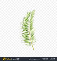The advantage of transparent image is that it can be used efficiently. Download Areca Tree Leaf Transparent Png On Yellow Images