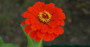 Nomi di fiori rossi fiori rossi elenco con tutti i nomi disposti in ordine alfabetico dalla lettera a alla lettera z. Fiori Rossi Da Giardino Lista Dei Piu Belli Greenstyle
