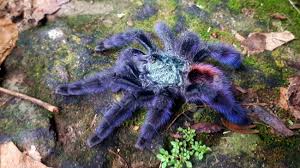 The black widow spider is a spider notorious for its neurotoxic venom. Bluelight On Twitter New Mygale Tarantula Black Widow Spider Bird Eating Spider Closeup Photo Https T Co 4gxwbbpwlr