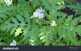 Image result for Solanum sisymbriifolium