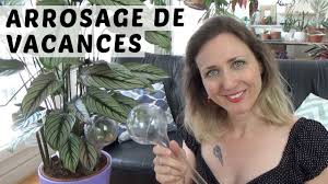Application pour arroser ses plantes. Arrosage De Vacances Une Solution Facile Pour Les Plantes D Interieur Avec L Aqua Care Youtube