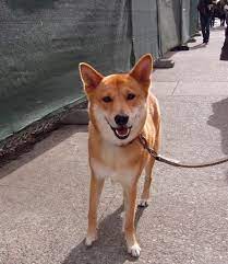 Korean Jindo Dog Jindo Dog Dog Boarding Near Me Dog Leash Training
