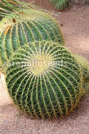 They can be purchased only from sandy at the oasis for 150g. Echinocactus Grusonii Golden Barrel Cactus Buy Seeds At Rarepalmseeds Com