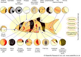 Fish Disease Chart How To Spot Different Diseases