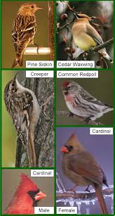 Birds Of Northern Michigan Wild Birds Unlimited February 2012 Wild Birds Unlimited Backyard Birds Watching Wild Birds
