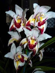 Peloric Orchids Beautiful Orchids Orchids Flowers