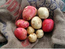 Yukon gold potatoes are best suited for cooked applications such as roasting, grilling, frying, mashing, sautéing, and boiling. Hs933 Hs183 Growing Potatoes In The Florida Home Garden