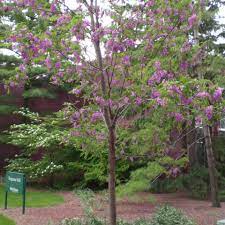 The frisia died in short order but the purple robe grew into a nice tree with gorgeous blooms… until. Robinia Purple Robe Locust Tree Natura Greenhouse