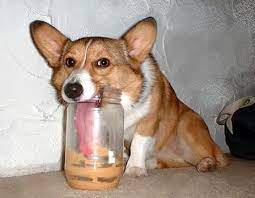I Love To Eat Peanut Butter Dog Images Dog Animations Dog Quotes Dog Training Tips Funny Dogs Dog And Ca Super Cute Dogs Funny Dog Pictures Dog Animation