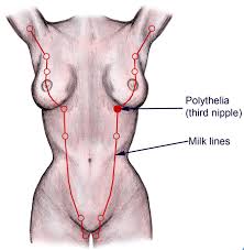 Mammary Ridge Wikipedia