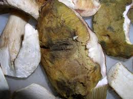 Frische, junge champignons haben rosa lamellen. Lebensmittel Frische Zustand Von Pilzen Im Handel