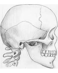 Side View Skeleton Creative Commons Attribution Noncommercial No Derivative Works 3 0 Skull Side View Skeleton Head Drawing Drawing Reference Poses