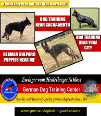 Your puppy can learn things like: German Shepherd Training School Near Me Sacramento Dog Training