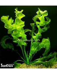 Image result for Aponogeton vallisnerioides