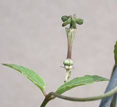 Image result for Ceropegia rendallii