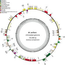 Image result for Macrotyloma daltonii