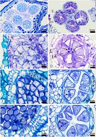 Image result for Hypolytrum goetghebeur