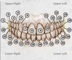 Uncommon Dental Chart With Teeth Numbers Printable Molar