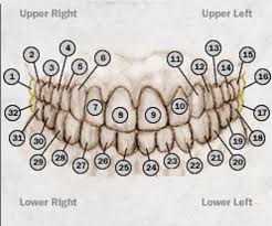 uncommon dental chart with teeth numbers printable molar