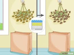 We did not find results for: 12 Easy Ways To Harvest Dill Wikihow