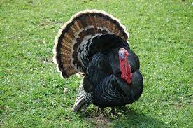 The area of turkey is about 780,000 square kilometres (300,000 sq mi). Turkey Feathers More Facts Awesome Ideas And Buying Guide