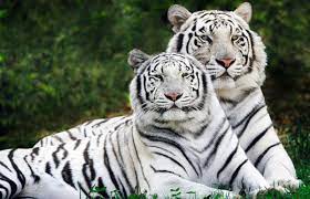 We did not find results for: Quali Sono Le Specie Animali In Via D Estinzione Petnews24