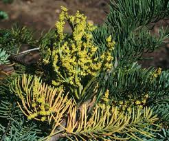 Image result for Viscum shirense